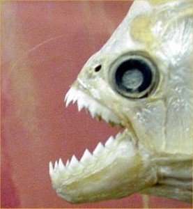 Top 10 Unusual Pets - Piranha